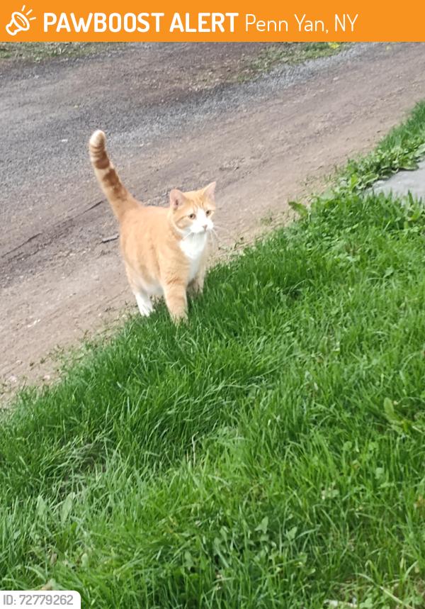 Found/Stray Unknown Cat last seen Morgans, Penn Yan, NY 14527