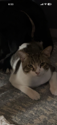 Lost Male Cat last seen Breckenridge , Clay County, FL 32068