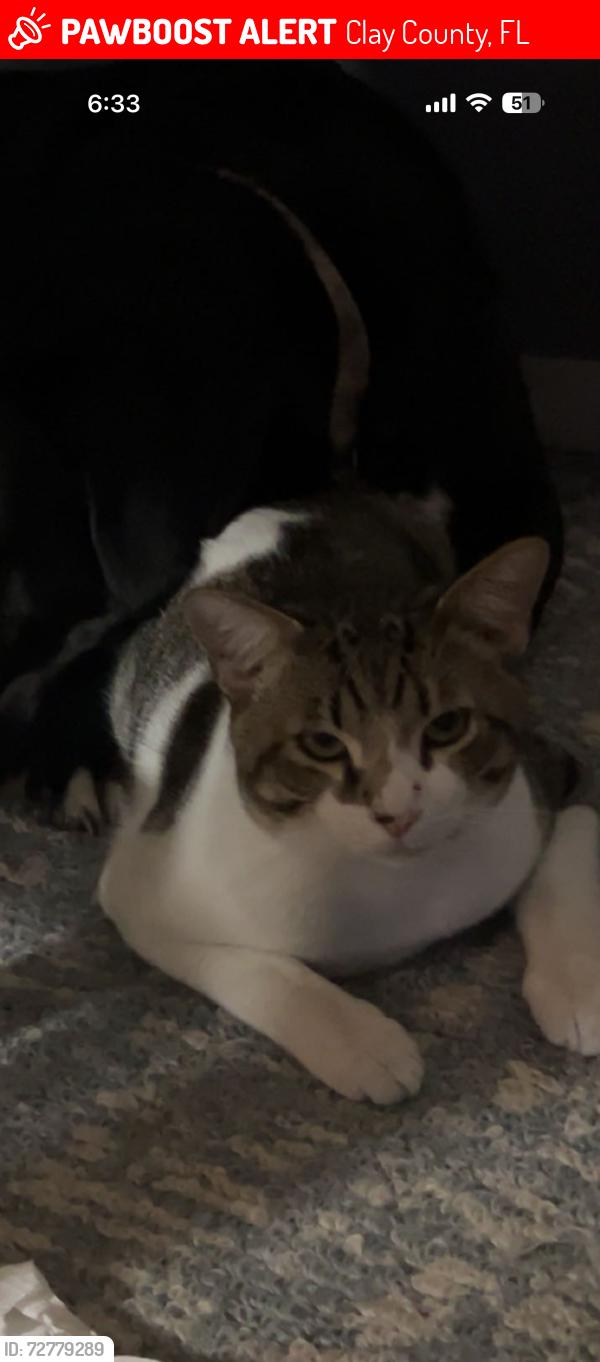 Lost Male Cat last seen Breckenridge , Clay County, FL 32068