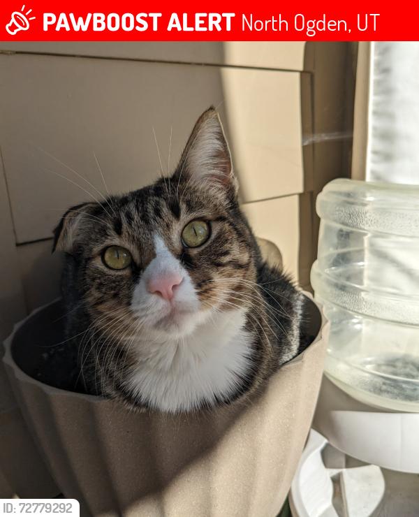 Lost Male Cat last seen North Ogden, North Ogden, UT 84414