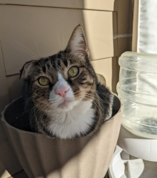 Lost Male Cat last seen North Ogden, North Ogden, UT 84414