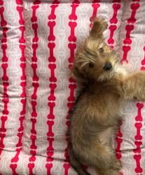 Lost Female Dog last seen 12th st, Newark, NJ 07103