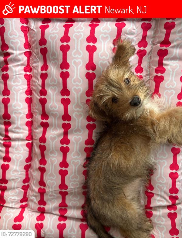 Lost Female Dog last seen 12th st, Newark, NJ 07103