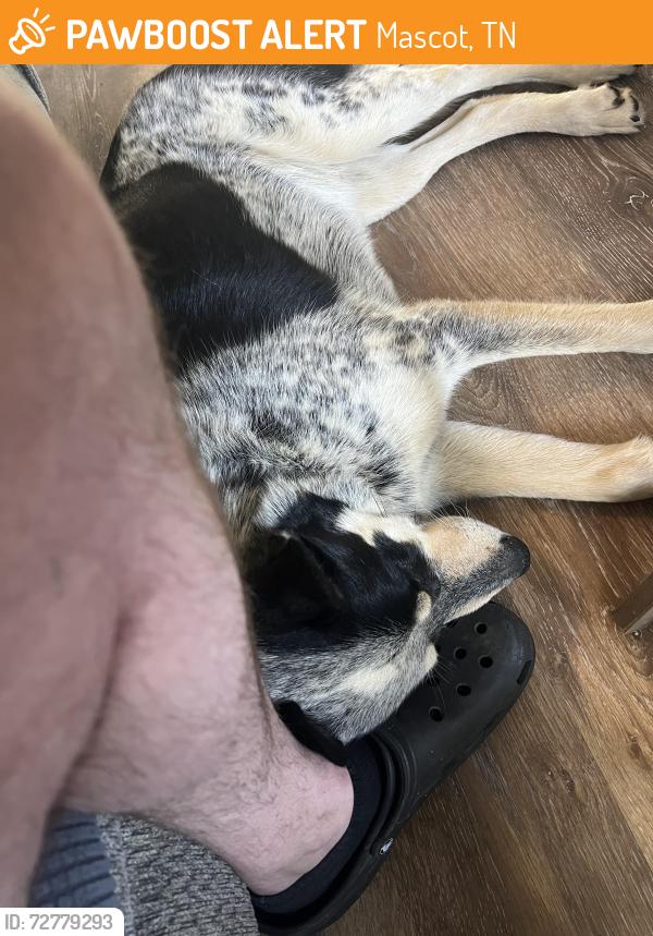 Found/Stray Male Dog last seen Near points landing , Mascot, TN 37806
