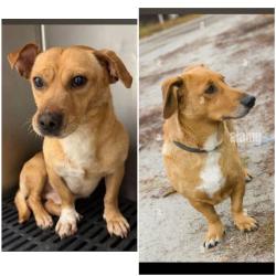 Found/Stray Unknown Dog last seen Military Dr W, San Antonio, TX 78227