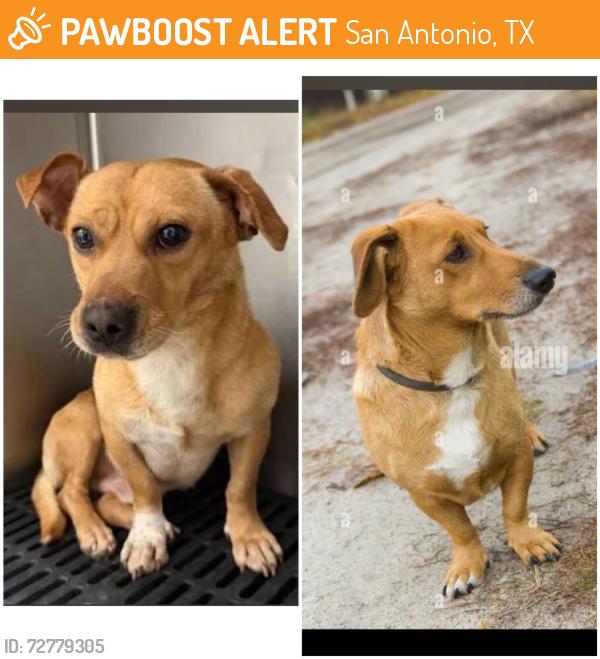 Found/Stray Unknown Dog last seen Military Dr W, San Antonio, TX 78227