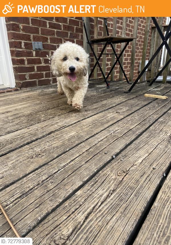 Found/Stray Female Dog last seen Stone Glen Tr and Mouse Creek Rd, Cleveland, TN 37312