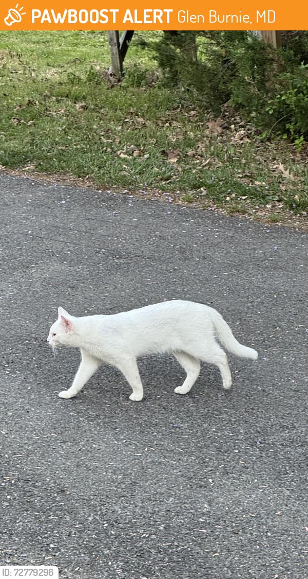 Found/Stray Unknown Cat last seen Jandell CT, Glen Burnie, MD 21060