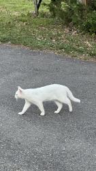 Found/Stray Unknown Cat last seen Jandell CT, Glen Burnie, MD 21060