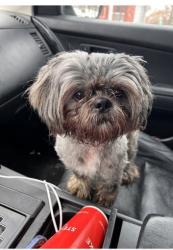 Lost Male Dog last seen Russell and White Ave , Akron, OH 44307