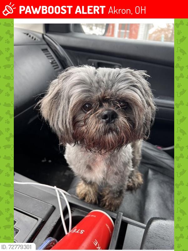 Lost Male Dog last seen Russell and White Ave , Akron, OH 44307