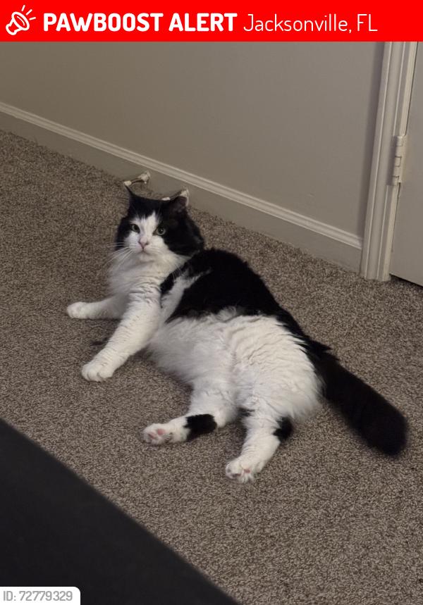 Lost Male Cat last seen Arlington & University, near Wawa, Jacksonville, FL 32211