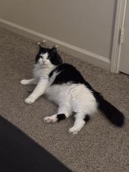Lost Male Cat last seen Arlington & University, near Wawa, Jacksonville, FL 32211