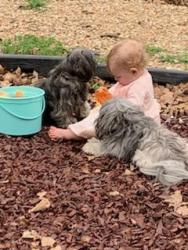 Lost Female Dog last seen Near dove ln , Denison, TX 75020