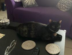 Found/Stray Unknown Cat last seen Coers Blvd and FM 78, Converse, TX 78109