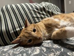 Lost Male Cat last seen SE 169th Ave by Fred Myers , Happy Valley, OR 97015