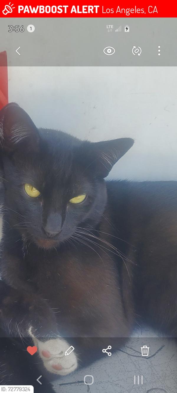 Lost Male Cat last seen Near pl and stanford, Los Angeles, CA 90061