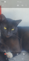Lost Male Cat last seen Near pl and stanford, Los Angeles, CA 90061