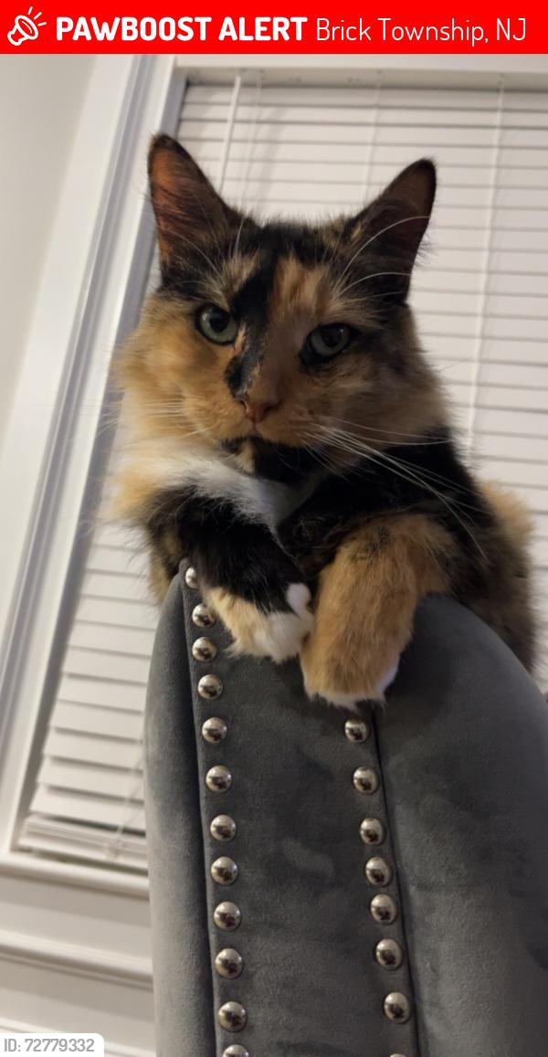 Lost Female Cat last seen Magnolia Ave & Linden Ave , Brick Township, NJ 08723