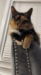 Lost Female Cat last seen Magnolia Ave & Linden Ave , Brick Township, NJ 08723