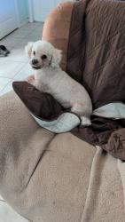 Found/Stray Male Dog last seen Morris Bridge Rd and Chancey Rd , Zephyrhills, FL 33541