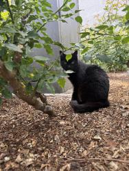 Found/Stray Female Cat last seen Monarch cndmniums , Dana Point, CA 92629
