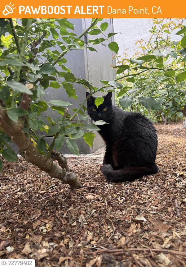 Found/Stray Female Cat last seen Monarch cndmniums , Dana Point, CA 92629