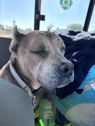 Lost Female Dog last seen Oakbank and Jeanine , Sacramento, CA 95842