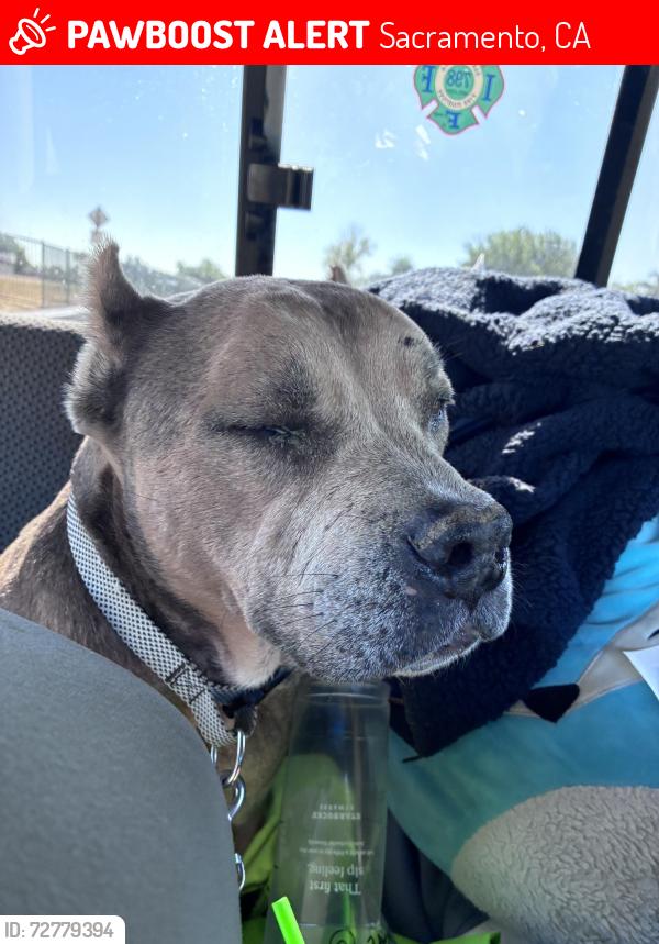 Lost Female Dog last seen Oakbank and Jeanine , Sacramento, CA 95842
