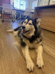 Found/Stray Female Dog last seen near 19th ave and Buckeye, Phoenix, AZ 85009