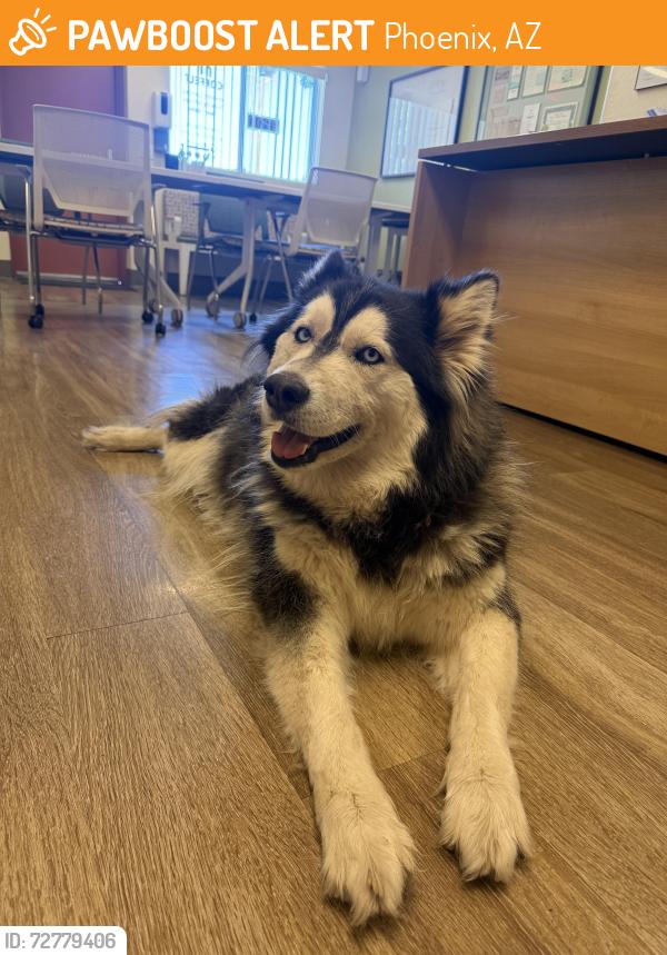 Found/Stray Female Dog last seen near 19th ave and Buckeye, Phoenix, AZ 85009