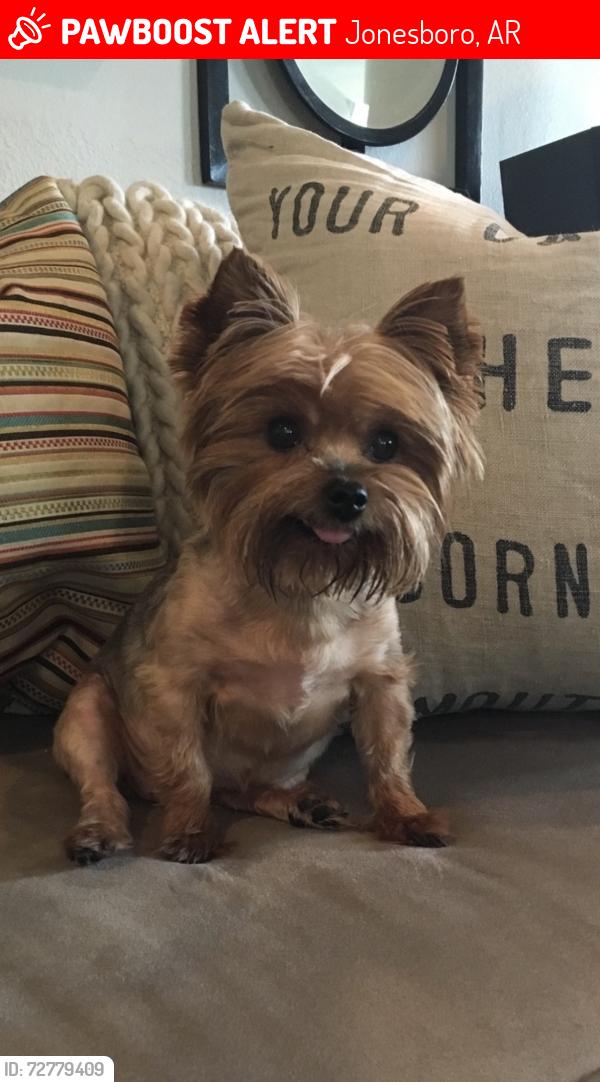 Lost Female Dog last seen Terrace court , Jonesboro, AR 72401