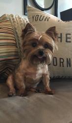 Lost Female Dog last seen Terrace court , Jonesboro, AR 72401
