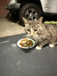 Found/Stray Unknown Cat last seen Shenandoah Ave , Pico Rivera, CA 90660