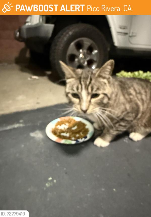 Found/Stray Unknown Cat last seen Shenandoah Ave , Pico Rivera, CA 90660