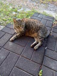 Found/Stray Male Cat last seen Chevell Dr Melbourne Florida , Melbourne, FL 32904