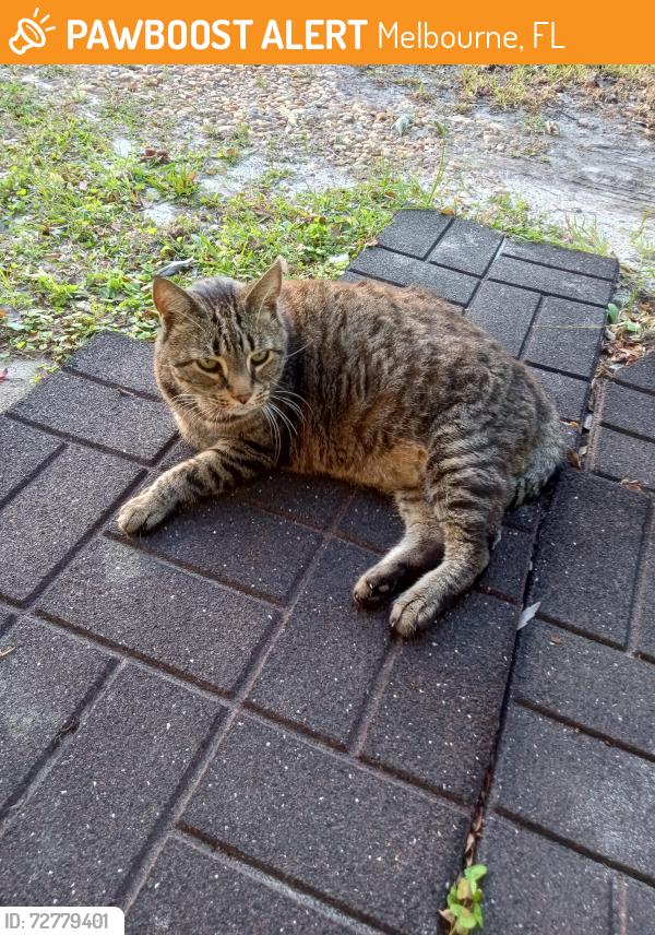 Found/Stray Male Cat last seen Chevell Dr Melbourne Florida , Melbourne, FL 32904
