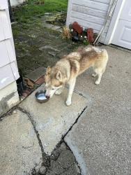 Found/Stray Male Dog last seen Missouri Avenue and Garfield Boulevard, Lorain, OH 44052
