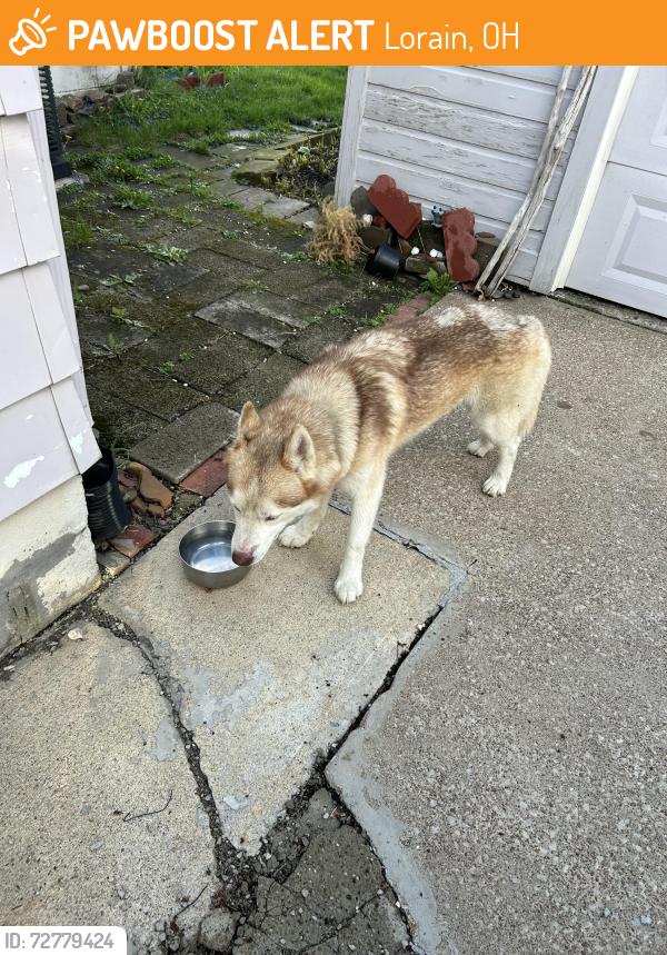 Found/Stray Male Dog last seen Missouri Avenue and Garfield Boulevard, Lorain, OH 44052