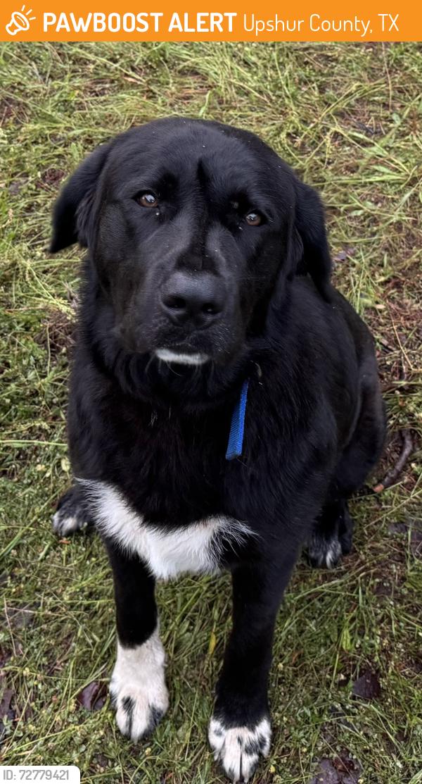 Found/Stray Male Dog last seen Aspen Trl , Gilmer, TX 75644