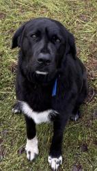 Found/Stray Male Dog last seen Aspen Trl , Gilmer, TX 75644