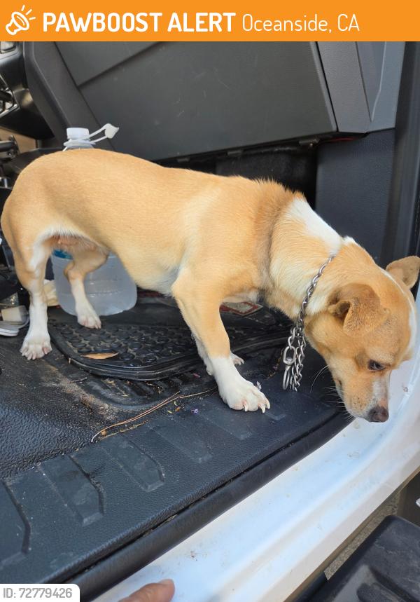 Found/Stray Female Dog last seen Galbar St., Oceanside, Ca, Oceanside, CA 92056