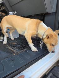 Found/Stray Female Dog last seen Galbar St., Oceanside, Ca, Oceanside, CA 92056