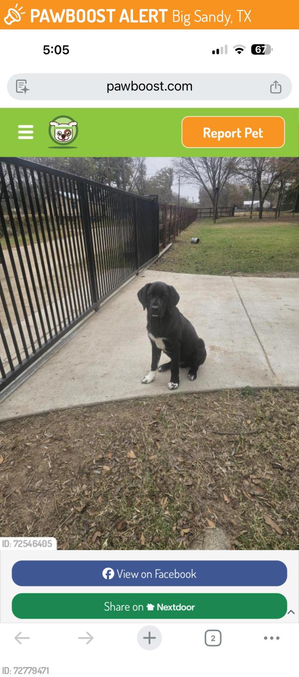 Found/Stray Male Dog last seen Aspen Trail, Big Sandy, Big Sandy, TX 75755