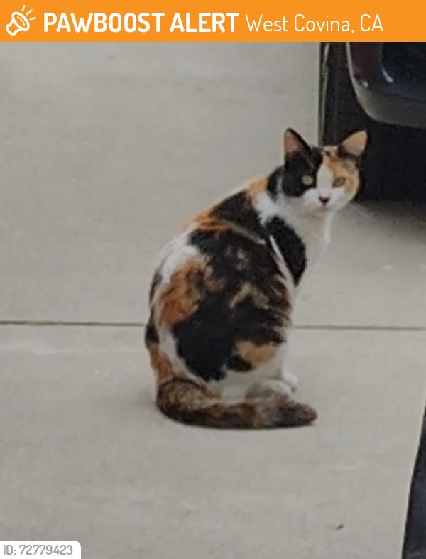 Found/Stray Female Cat last seen West Adams dr West Covina , West Covina, CA 91790