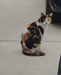 Found/Stray Female Cat last seen West Adams dr West Covina , West Covina, CA 91790