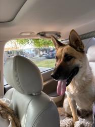 Found/Stray Female Dog last seen 22nd st and Victory, Banning, CA 92220