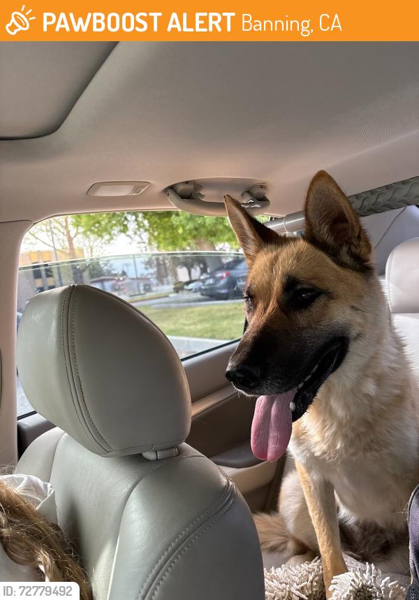 Found/Stray Female Dog last seen 22nd st and Victory, Banning, CA 92220