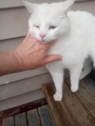 Found/Stray Male Cat last seen Woodward and Brigham, Toledo, OH 43608