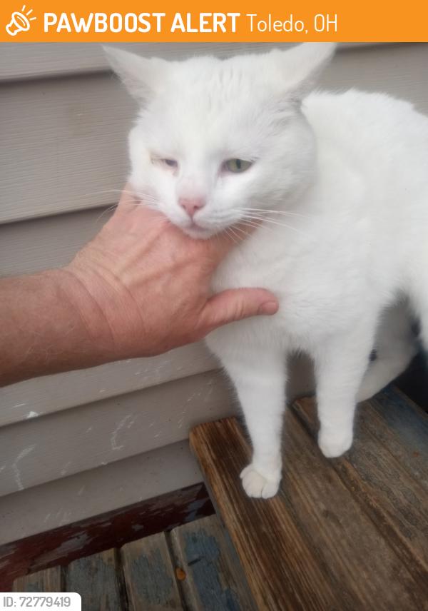 Found/Stray Male Cat last seen Woodward and Brigham, Toledo, OH 43608
